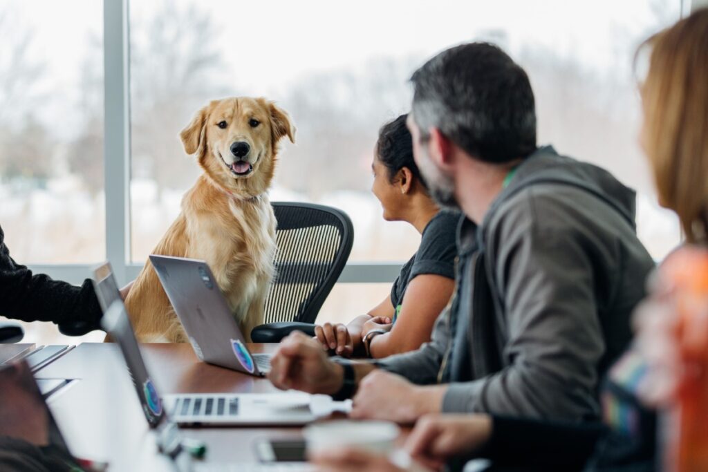 Dog in the office