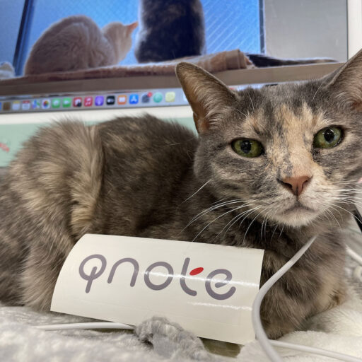 猫がいるオフィスのリアルって？　9匹の保護猫社員と共に働く株式会社qnoteの「猫ファースト」な環境づくり