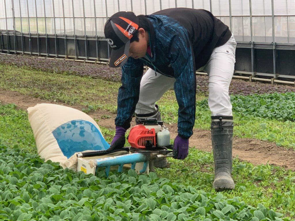 Suguru Toda harvesting salad