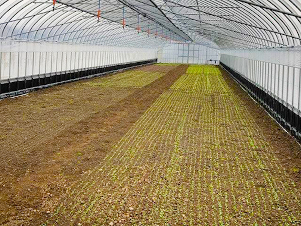 Salad growing greenhouse